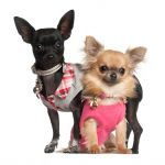 thumb_chihuahuas-isolated-on-white-4168880