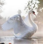 thumb_hite-swan-6295476